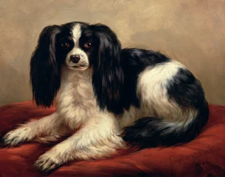 Een King Charles Spaniel zittend op een rood kussen